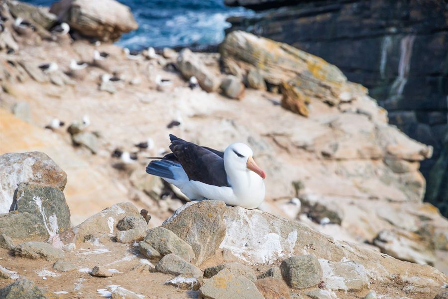 Black-browed albatross resting on rocks in the Falkland Islands
