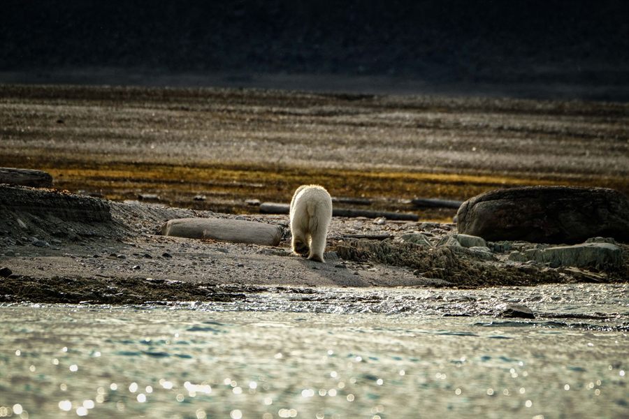Polar bear walking along a rocky Arctic shoreline in low light