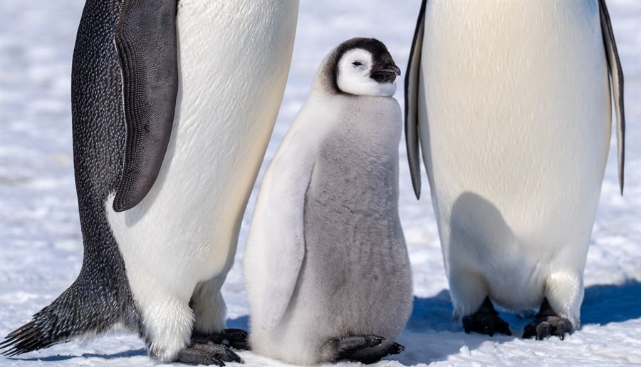 Emperor penguin chick in grey down standing between two adults on the snow
