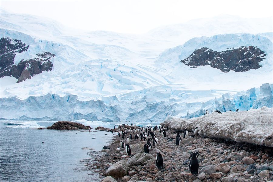Gentoo penguins on a rocky Antarctic shore with icebergs offshore