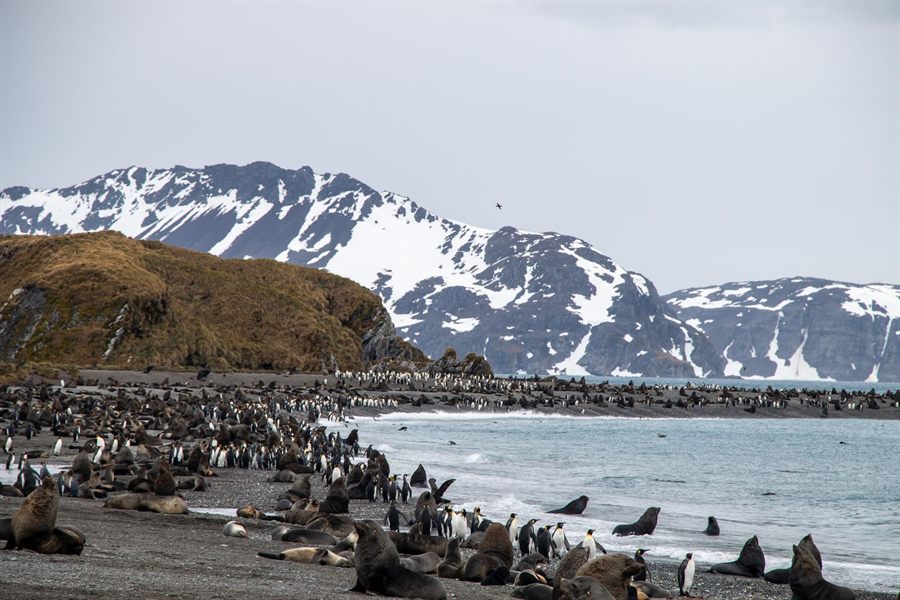 Fur seals and king penguins crowding a beach below snowy South Georgia mountains