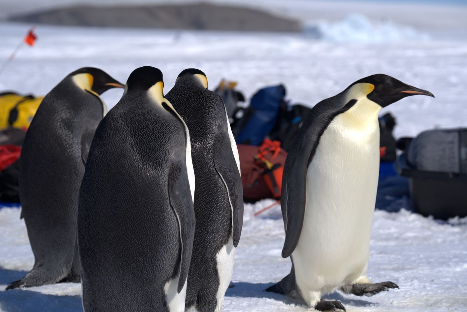 Emperor penguins on snow-covered sea ice beside expedition gear, the scene an emperor penguin cruise hopes for