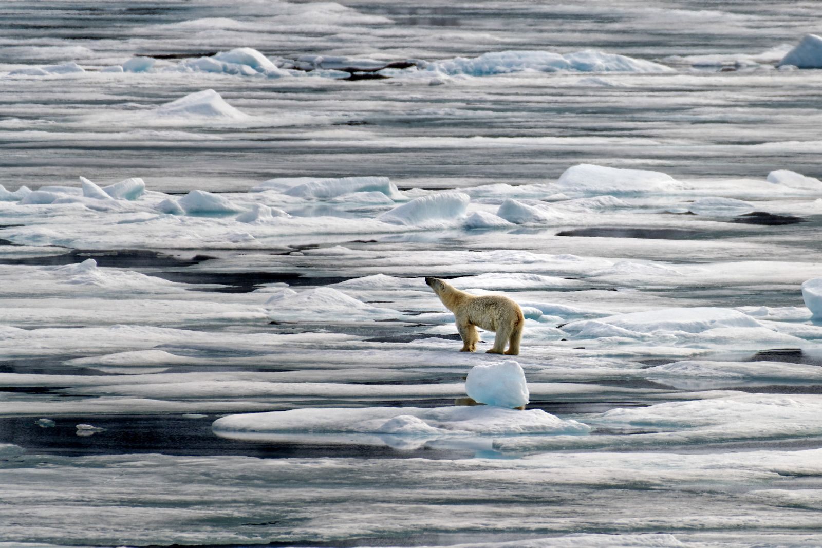 Polar bear standing on a floe in broken Arctic pack ice, the frozen ocean a North Pole cruise crosses