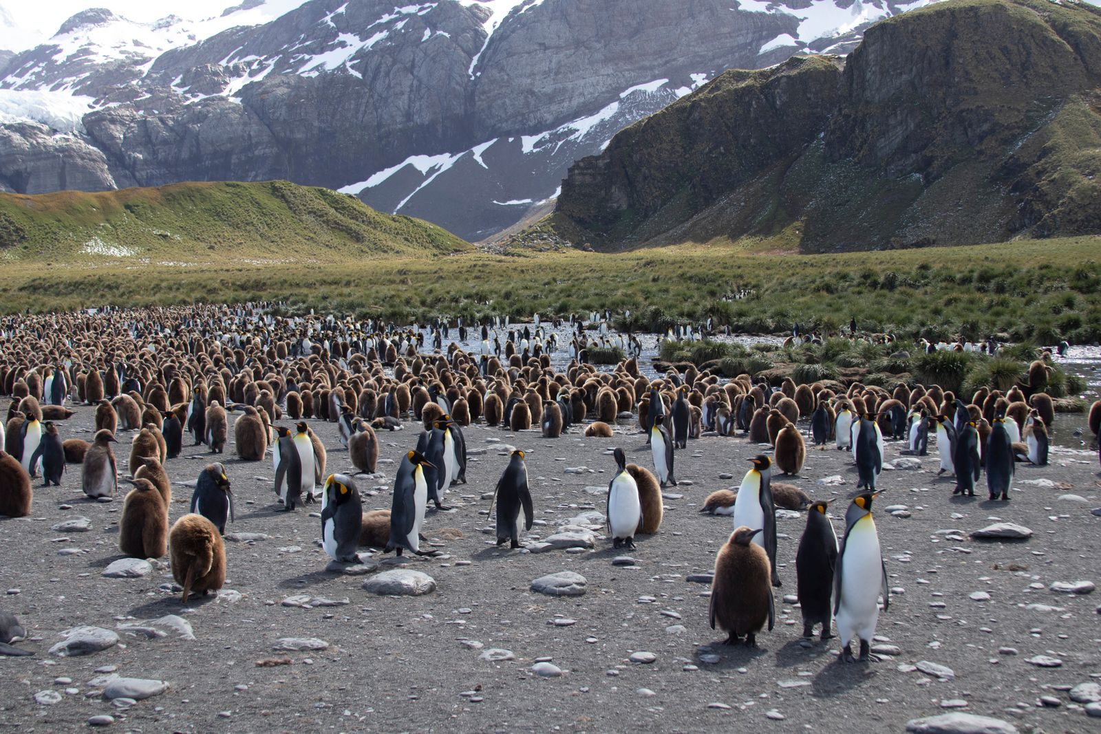 King penguins gathered on a South Georgia beach below snowy mountains, a highlight of South Georgia cruises